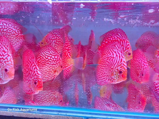 Pigeon Checkerboard Discus: perfect for fish enthusiasts.