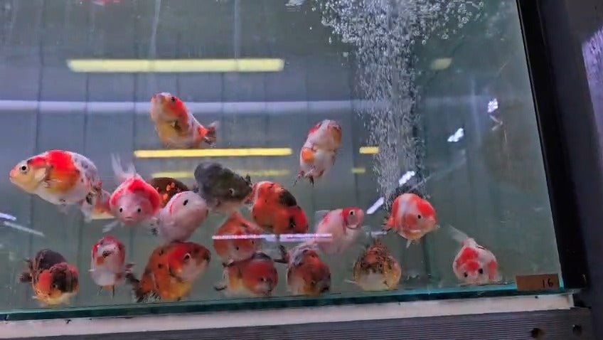 Red ranchu