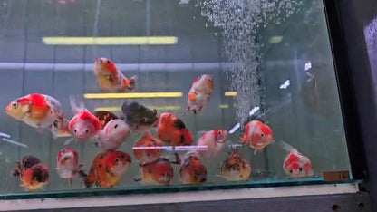Red ranchu