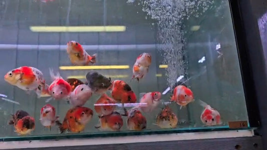 Red ranchu