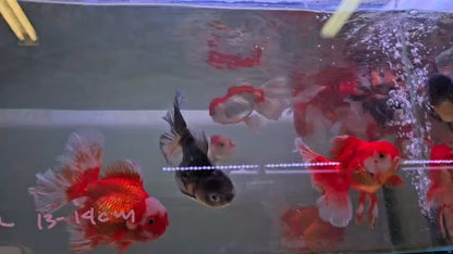 Rosetail oranda
