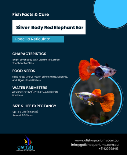Silver  Body Red Elephant Ear