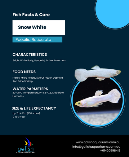 Snow White