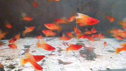 Sunkist hi fin platy