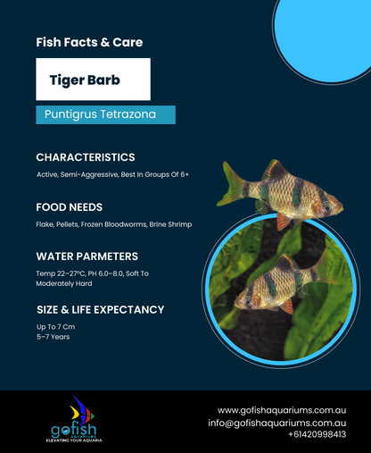 Tiger Barb