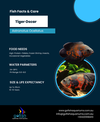 Tiger Oscar