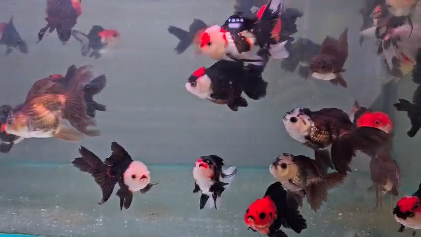 Tri colour oranda 10 to 11cm.2.2
