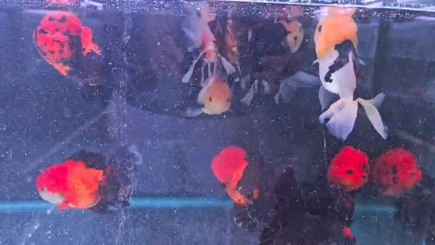 Tri colour oranda 15cm+