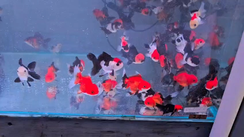 Tri colour oranda 7cm