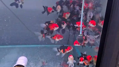 Tri colour oranda 8 to 9cm