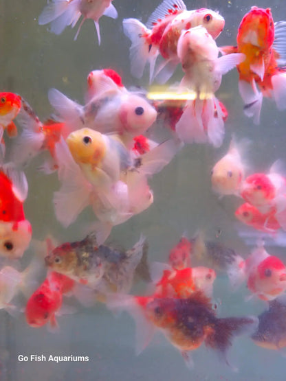 Oranda Rose Tail