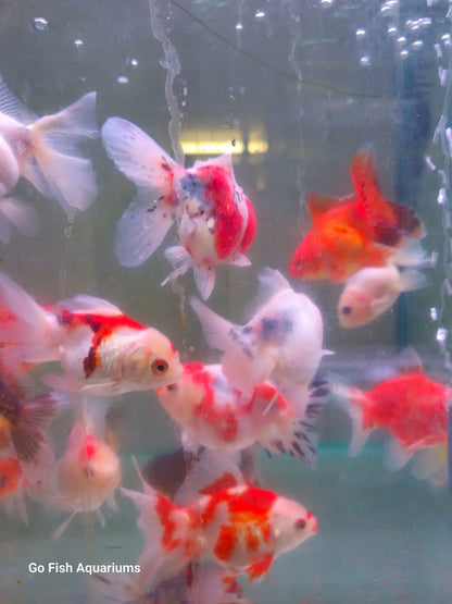 Oranda Rose Tail