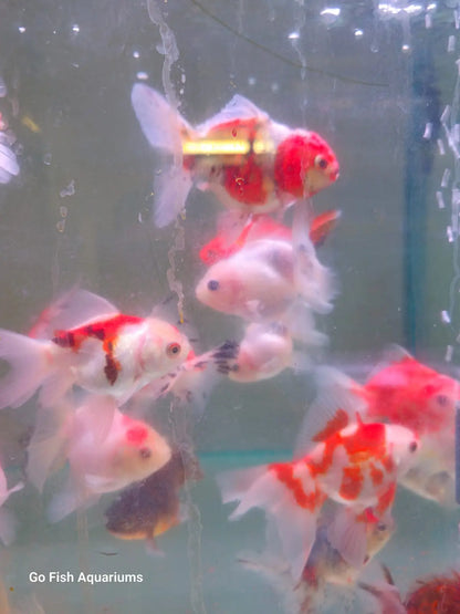 Oranda Rose Tail