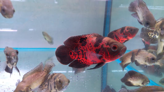 Super Red Leopard Oscar