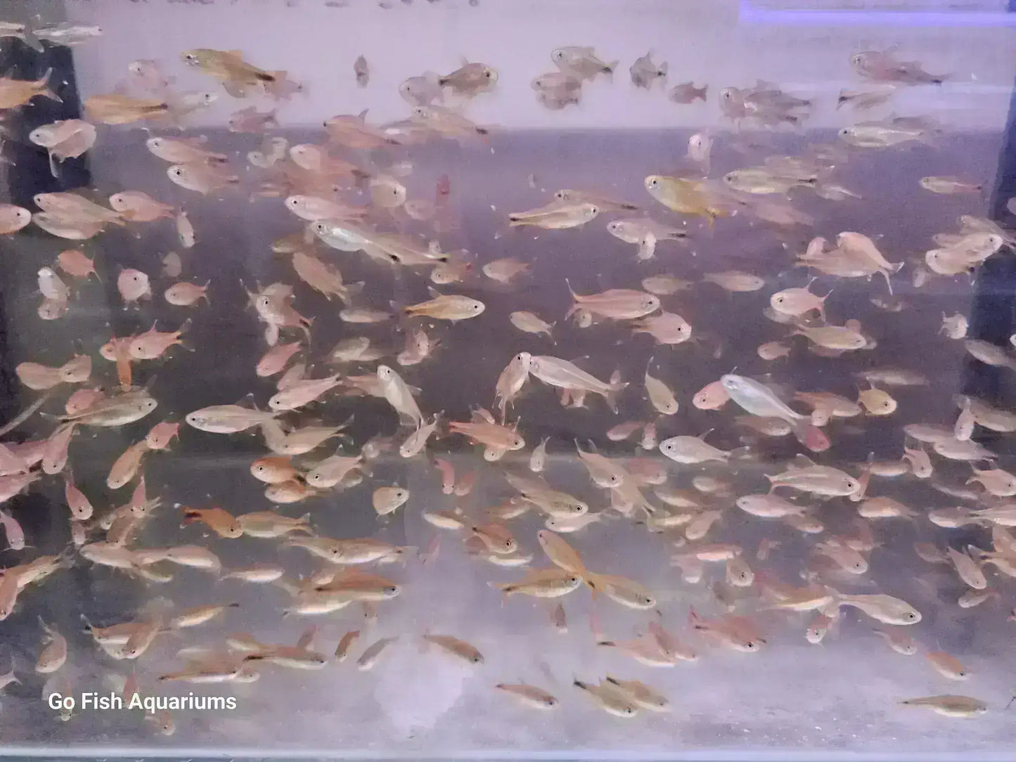X-Ray Tetra