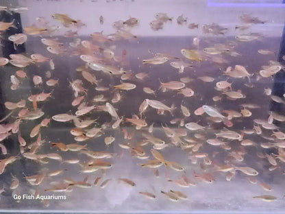 X-Ray Tetra
