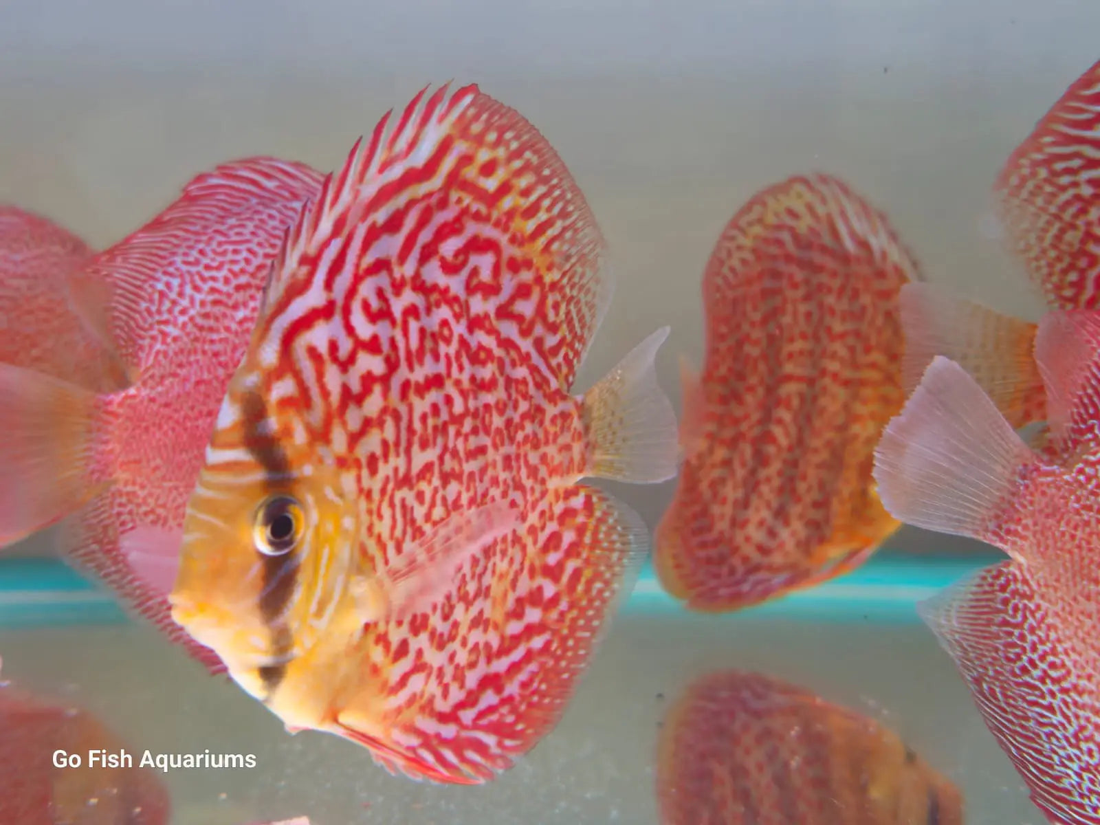 Ringopard Discus Ring Leopard Discus Fish