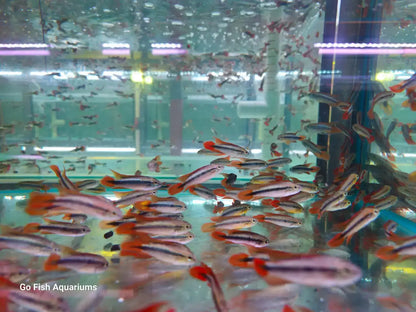 Apistogramma Agassizii Double Red