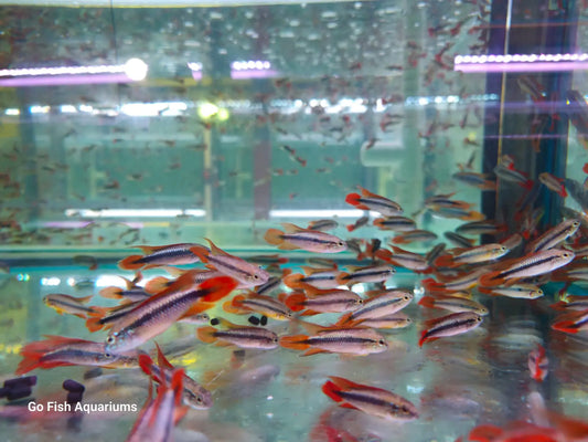 Apistogramma Agassizii Double Red