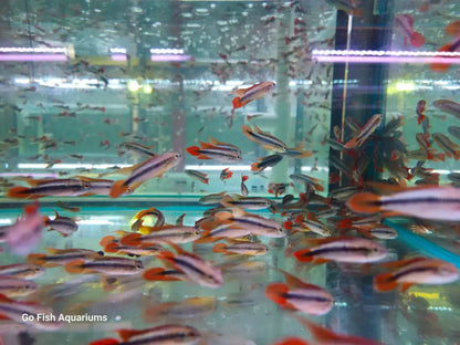 Apistogramma Agassizii Double Red