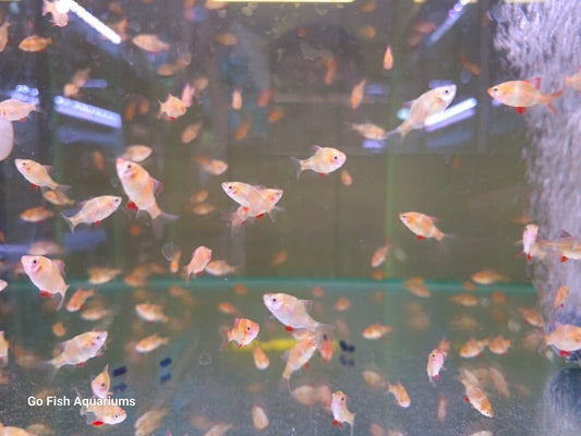 Enhance your tank with Shubunkins goldfish.