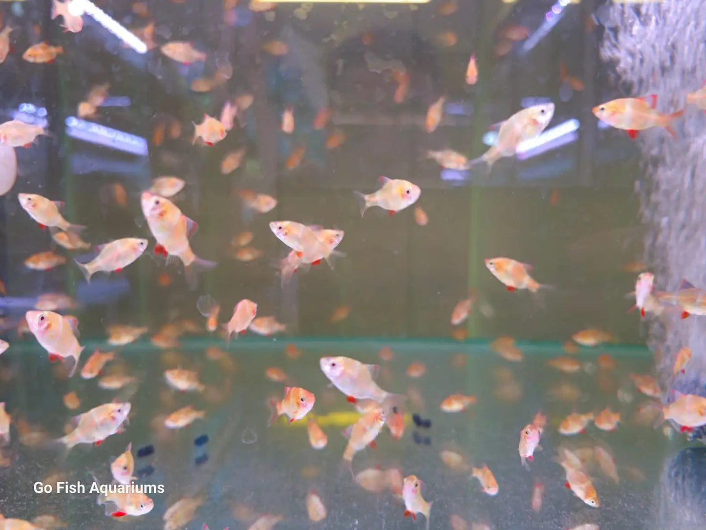 Albino Tiger Barb