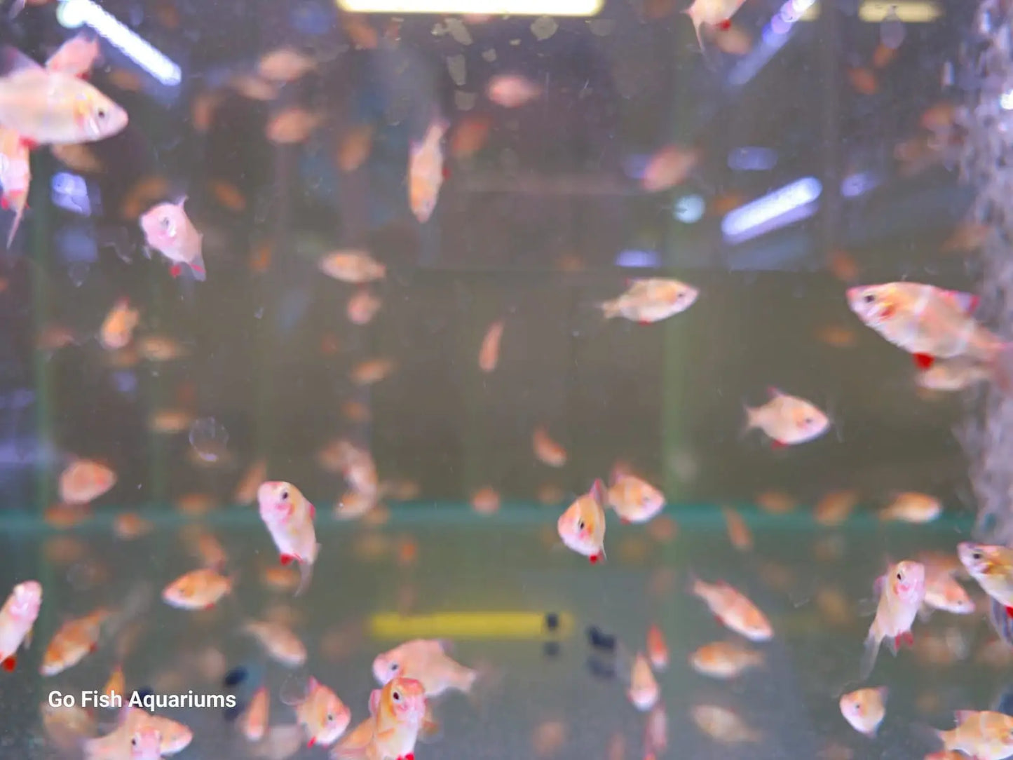 Albino Tiger Barb