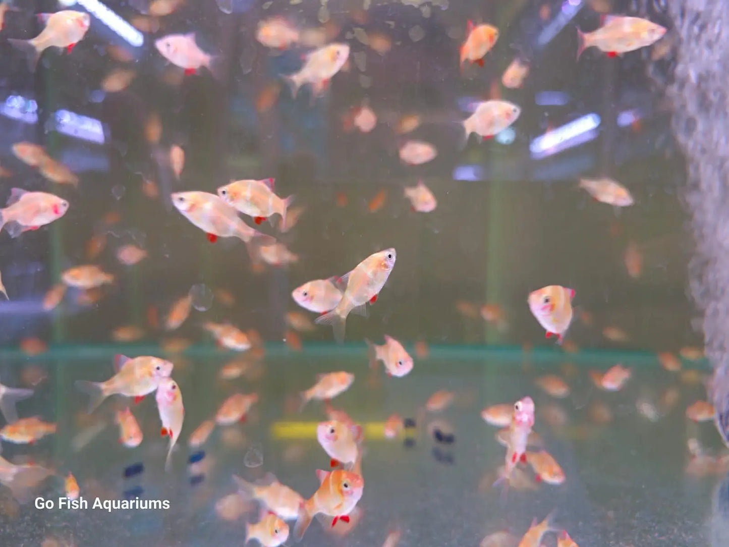 Albino Tiger Barb