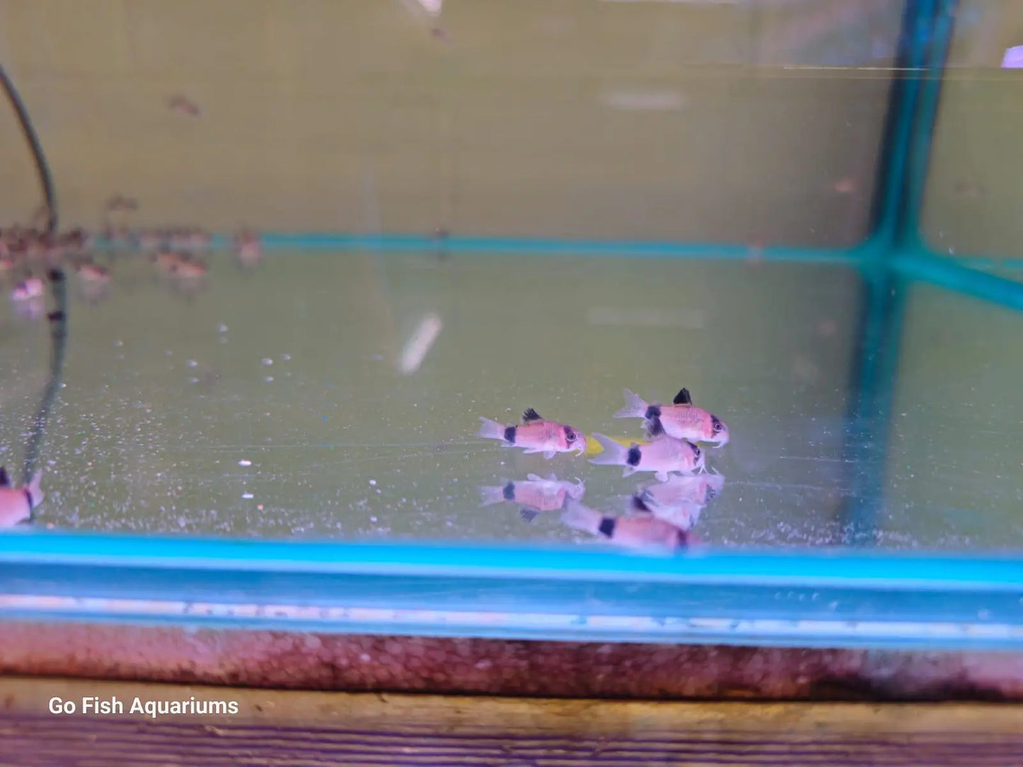 Panda Corydoras