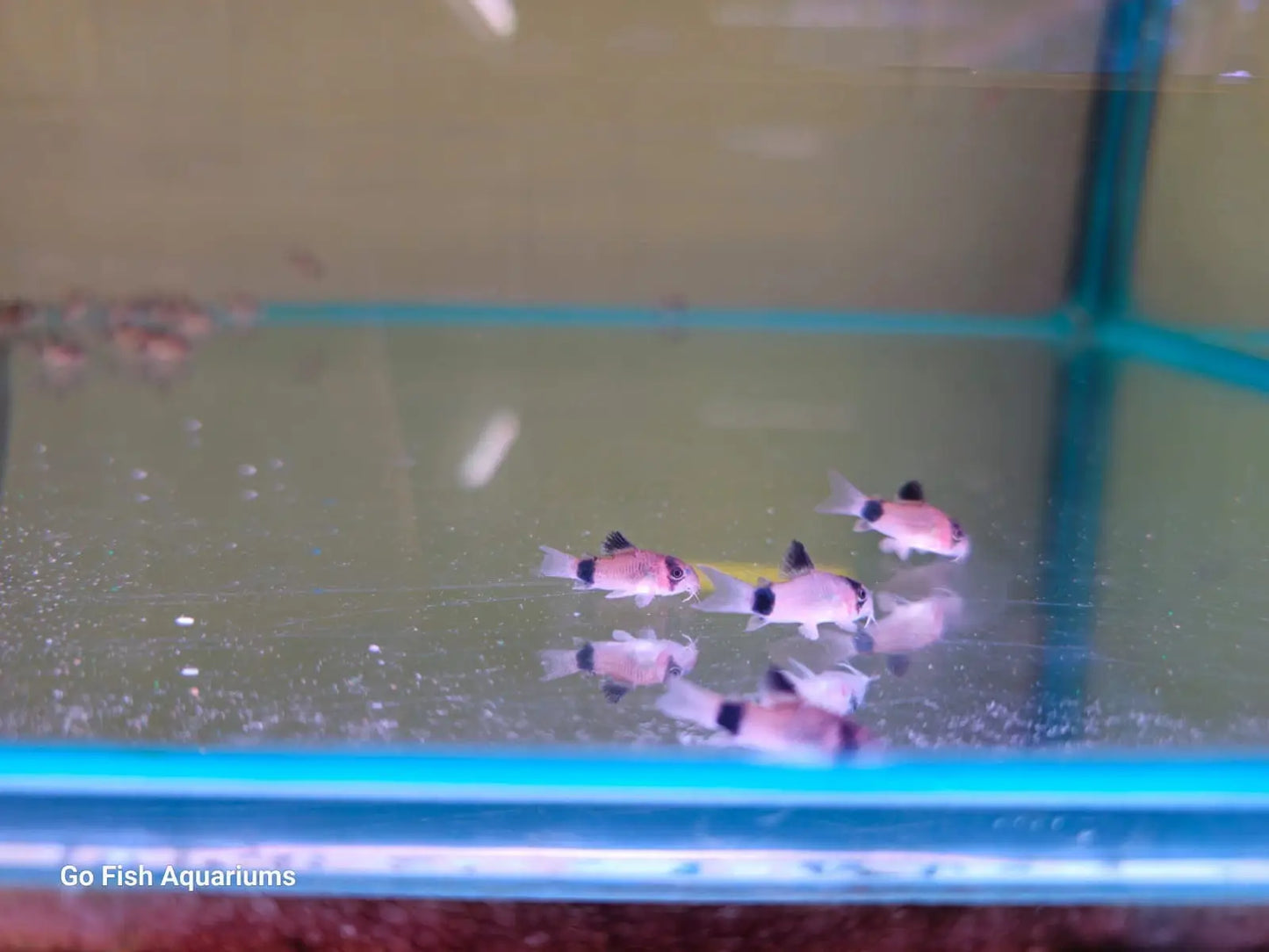 Panda Corydoras