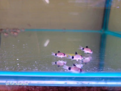 Panda Corydoras