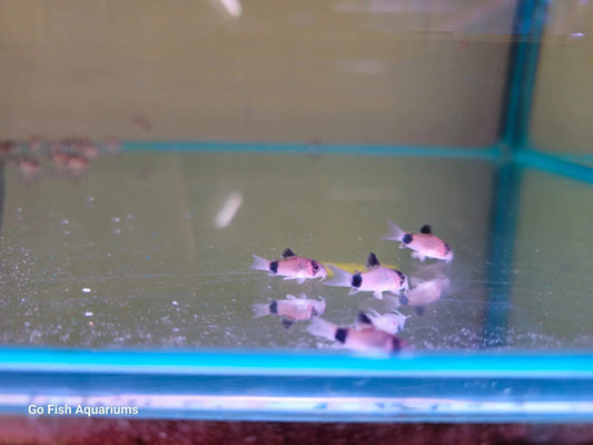 Panda Corydoras