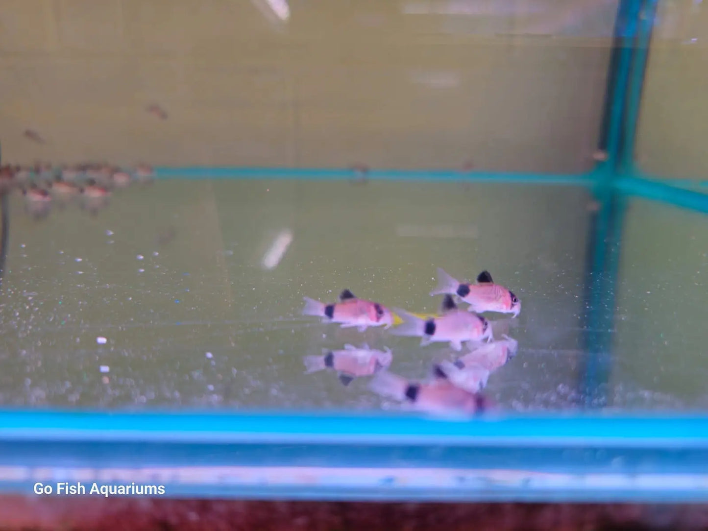 Panda Corydoras