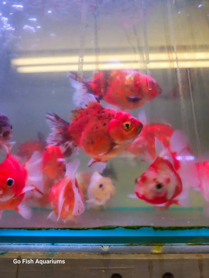 Oranda Short Tail Short Body