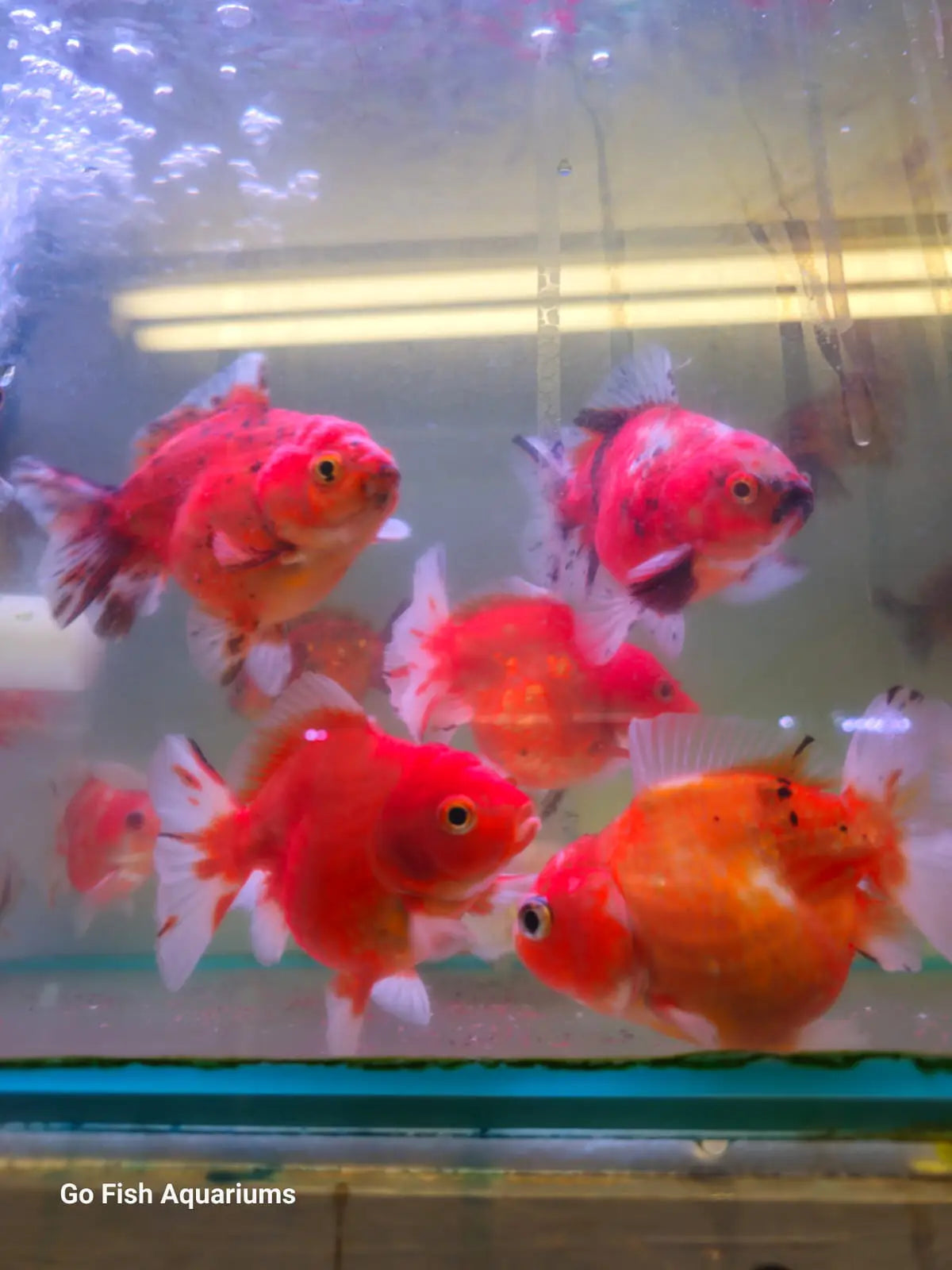 Oranda Short Tail Short Body