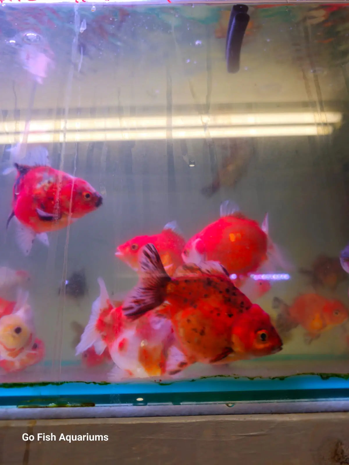 Oranda Short Tail Short Body