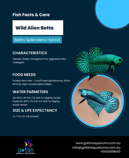 Wild Alien Betta