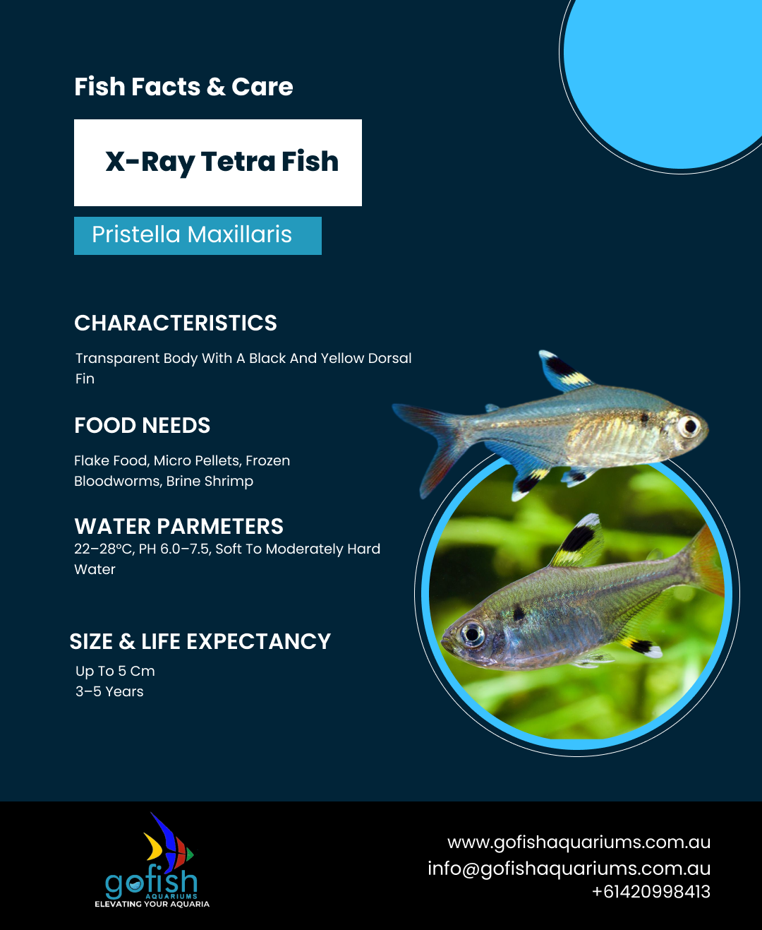 X-Ray Tetra