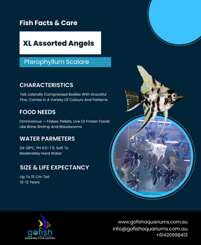 XL Assorted Angels