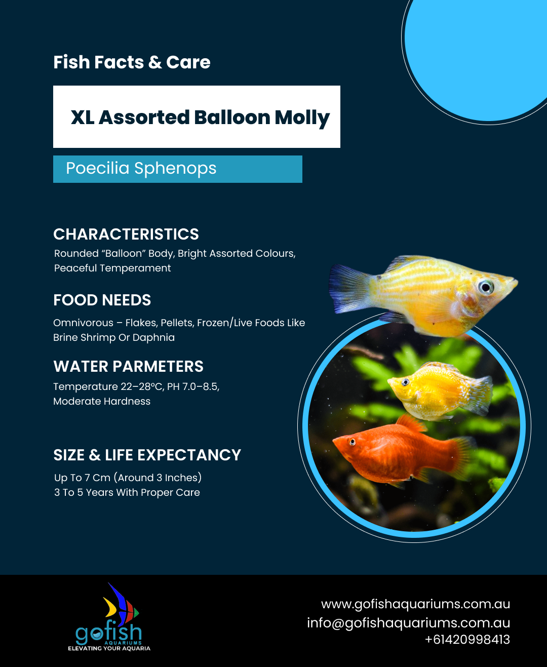 XL Assorted Balloon Molly