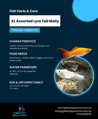 XL Assorted Lyre Tail Molly