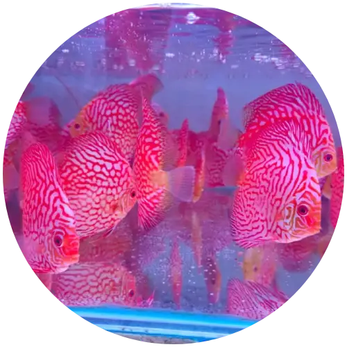 Discus