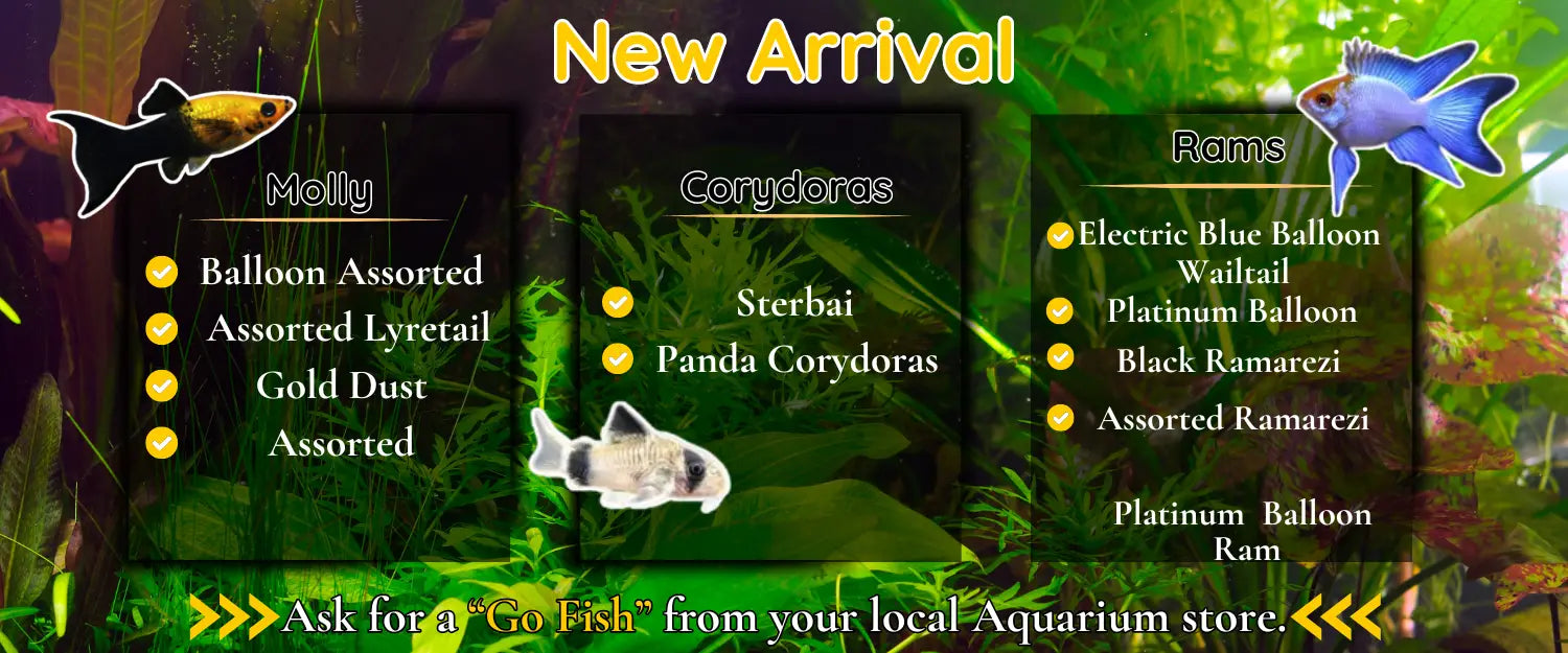 Live Aquarium Fish - Aquarium Store – Go Fish Aquariums