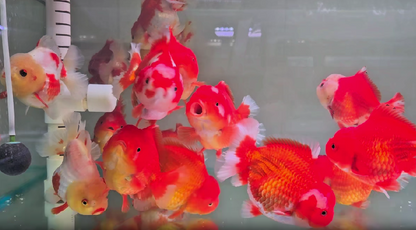 Oranda Short Body and Short Tail 14 - 15 cm