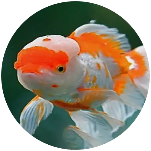 Oranda