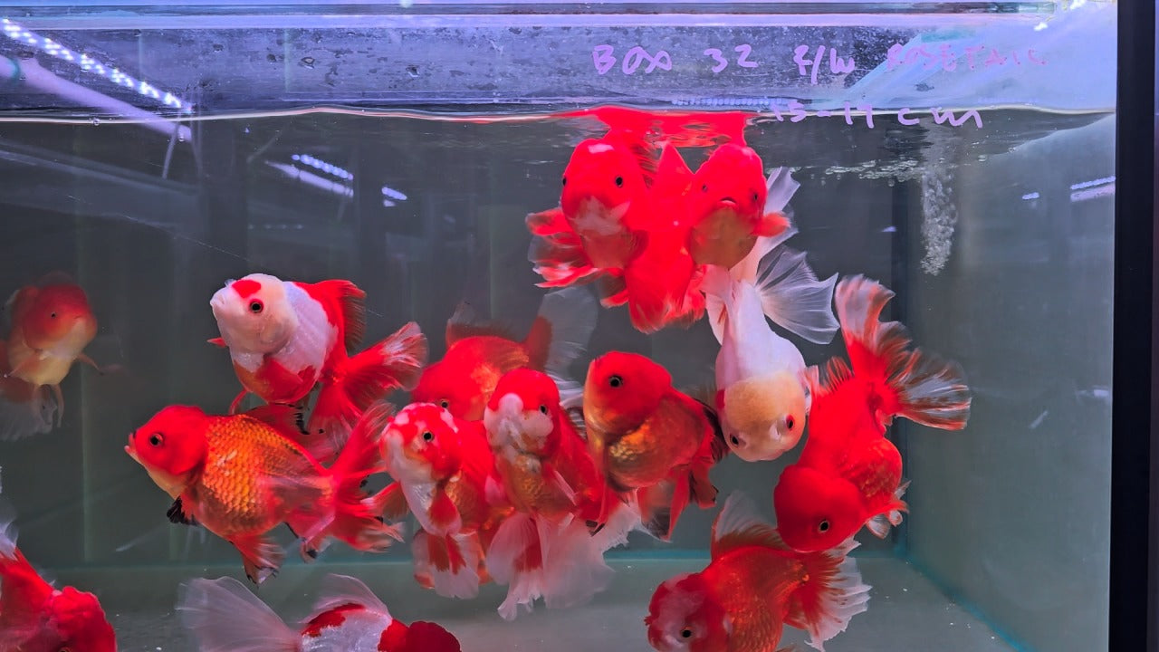 Oranda Rosetail Red and White 15cm - 17 cm