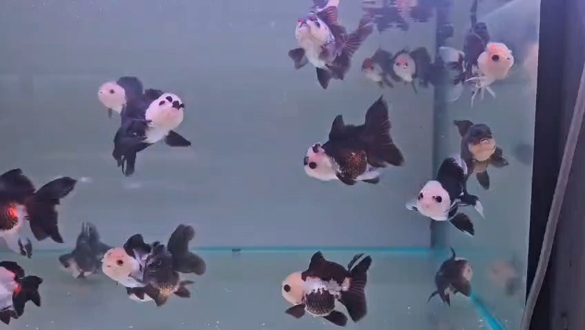 Oranda Panda 8 - 9cm