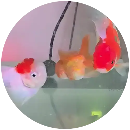 Panshi<br>Goldfish