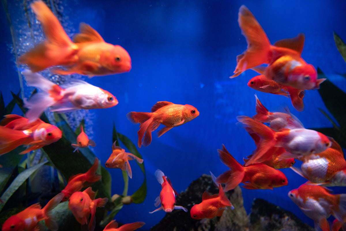 Upcoming Fish – Go Fish Aquariums