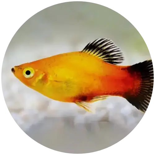 Platy